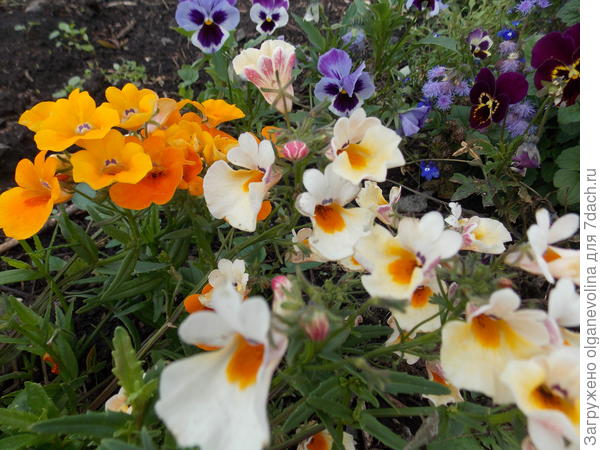 Немезия с виолами в грунте