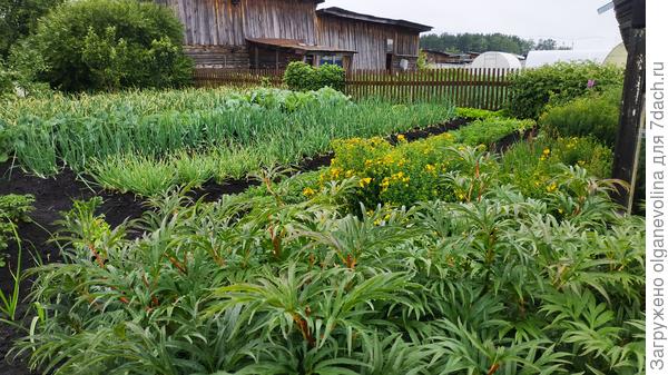 Здесь третья Козья ива закрывает соседские постройки, а перед ней две яблоньки. Они теперь в тени растут.