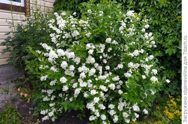 Старый чубушник, цветет в конце июня -начале июля. Его шариком стригу.
