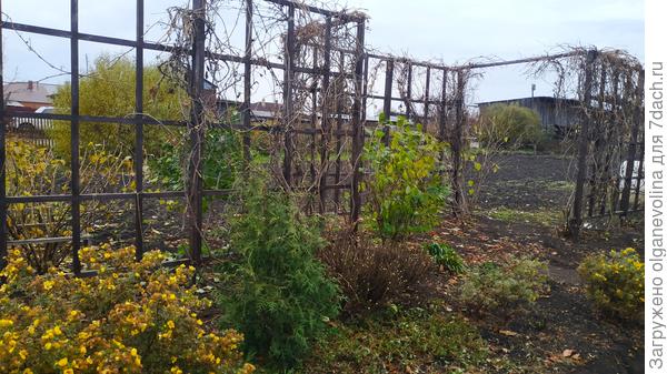 В углу курильский чай, затем туя, а последний зеленый кустик чубушник.