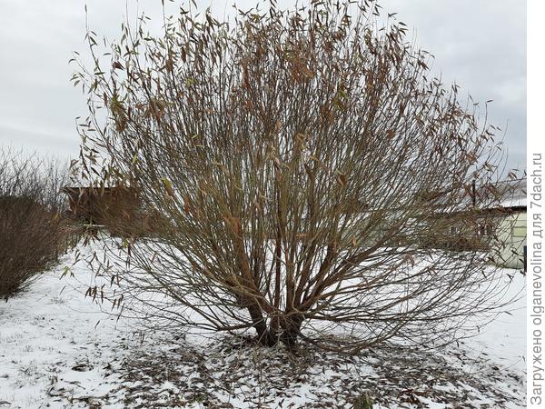 Этой Козьей иве пять лет, растет на открытом солнце