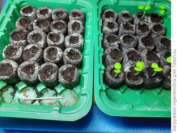 Фото от 31.12.20. Слева эустомы, справа розы и пеларгонии