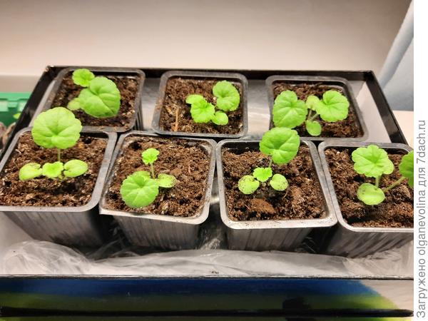 Рассада 2021 года. Сеяла 20.12.2020