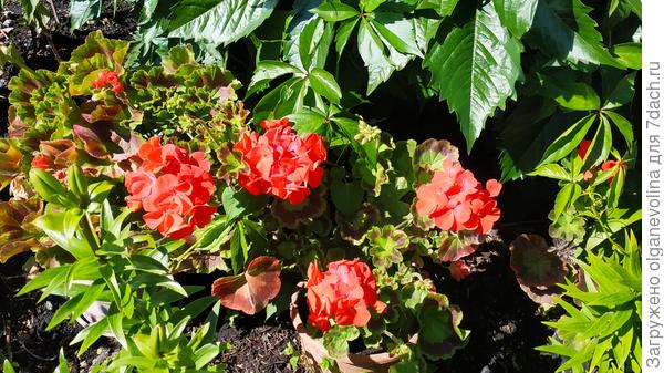 Герани в подножии девичьего винограда