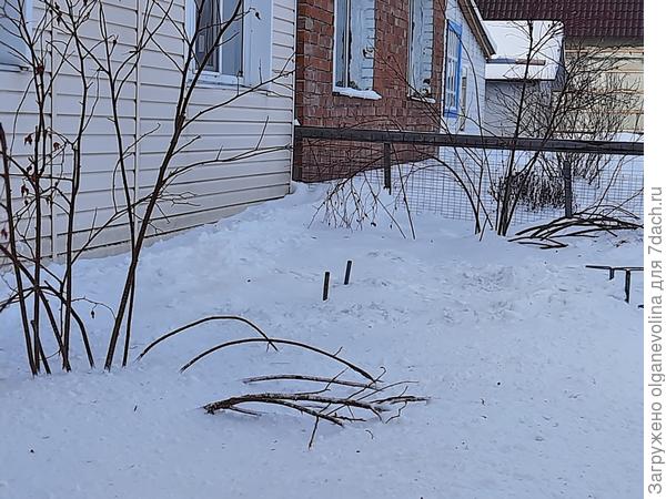 В палисаднике шиповник страдает каждый год