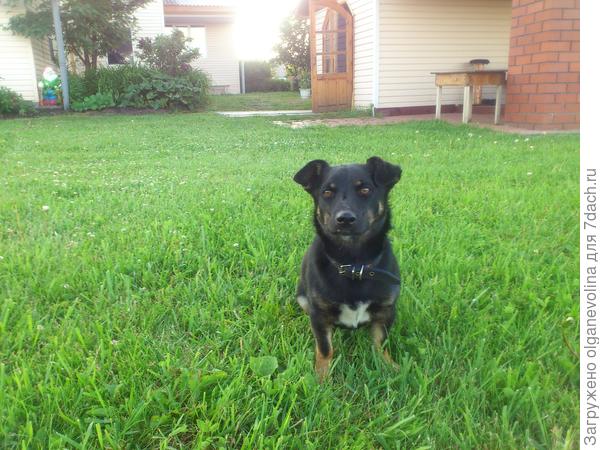 Вот он, возмутитель спокойствия на ул.Победы!