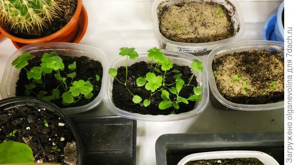 Дельфиниумы 04.04.2020 в центре фотографии. В середине апреля я их пикировала и поставила расти в прохладное место.