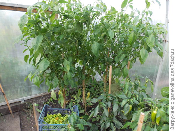 Остатки сладки и горьки!