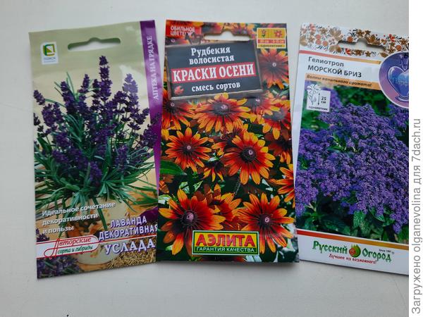 Лаванда и гелиотроп февральские, рудбекию посею в марте