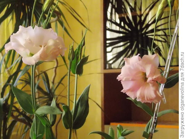 5 апреля 2017 года. Я ее обрезала после цветения, так в июне снова цвела.