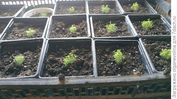 После перевалки из таблеток в горшки