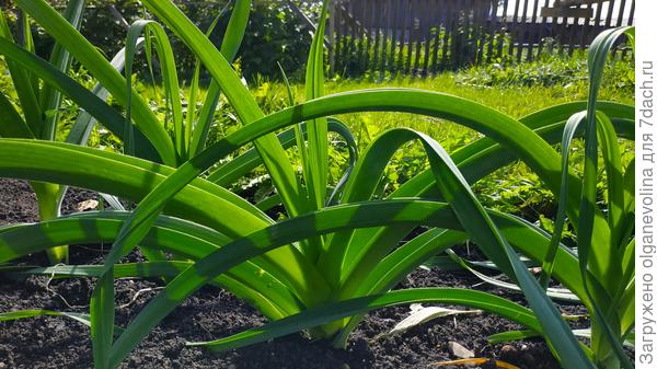 Порей из рассады