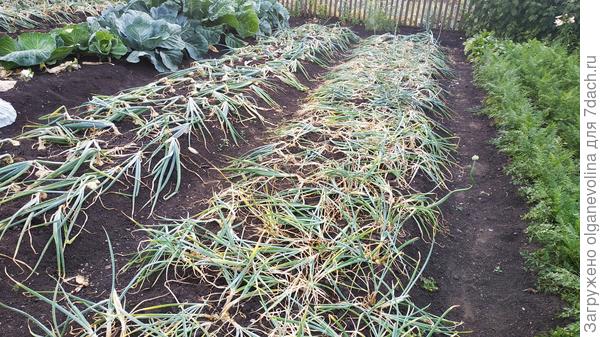 Мои луковые грядки прошлого года. длина 8 м, ширина 1 м. Всего их три.