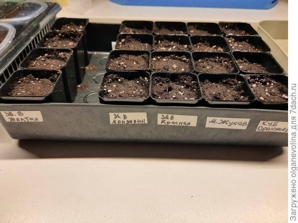 Перцы сеяла в стаканчики по 2 семечка. Пустой рядок от Апельсинов. Убрала в другую плошку.