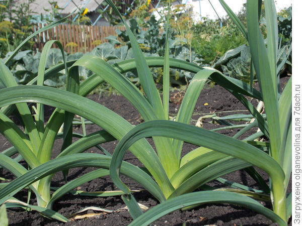 Порей Добрый молодец из рассады в конце августа