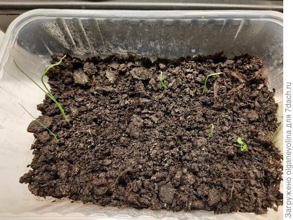 Это посев 28.02.21. А сухой Эксибишен уже стричь надо, сеяла в один день