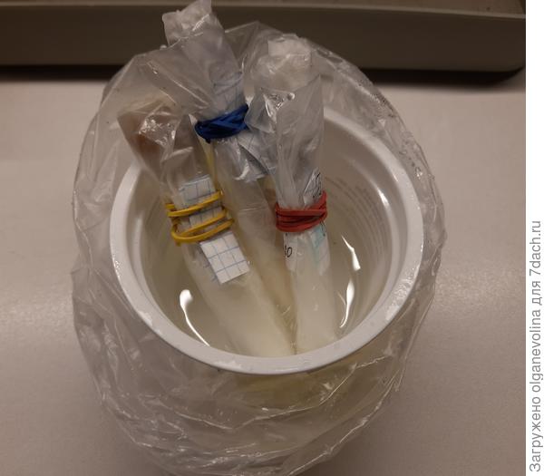 Попытка замочить семена в улитках не увенчалась успехом