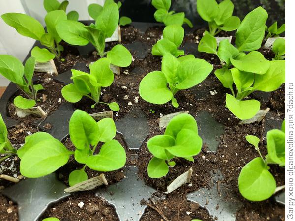 Петунии из таблеток пересадила в кассеты. Это первая кассета, в ней рассада уже готова к пересадке в горшки.