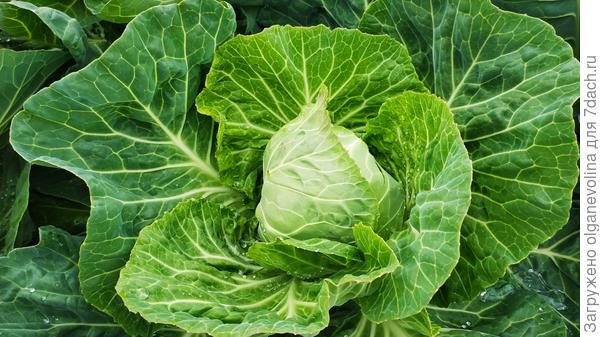 Это конец июня. Ранняя капуста Июньская.