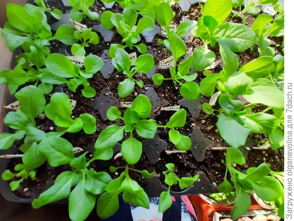 В левом нижнем углу &quot;особенный&quot; кустик! Чего ему не хватило для роста?