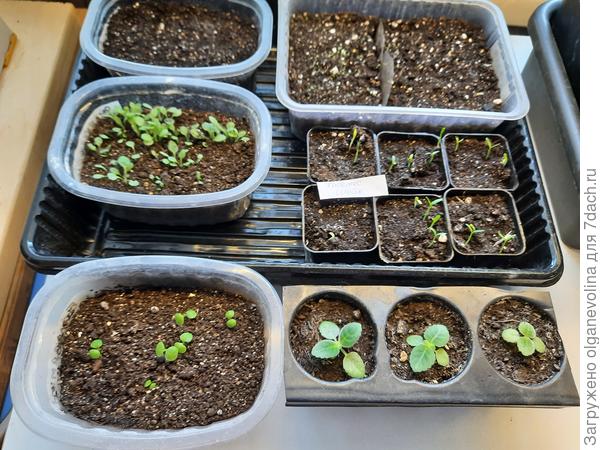 Шалфей, тимьян ромашка -первый ряд. Средний ряд - рудбекия и бархатцы. Внизу бальзамин и глоксиния из семян