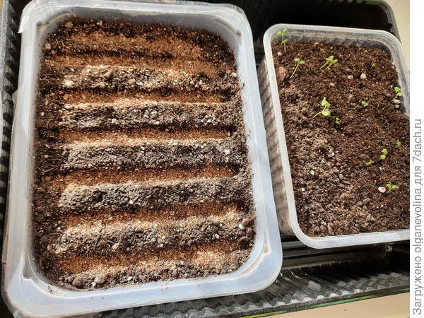 Слева посевы агератума Голубая норка, справа всходы лаванды Услада