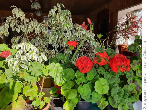 Цветут герани и гиппеаструмы