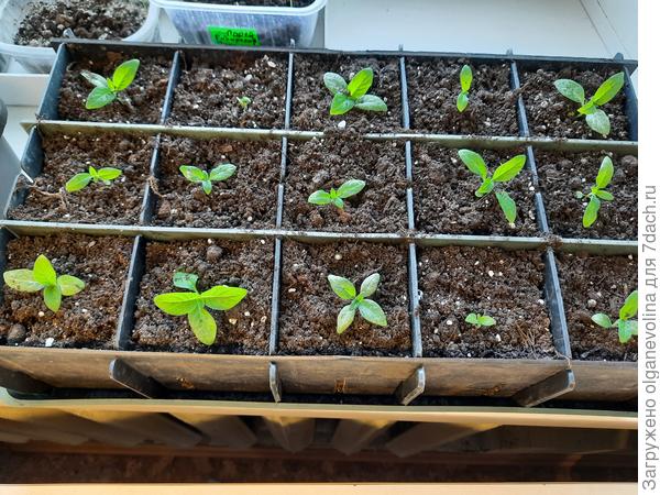 Гелиотроп Морской бриз