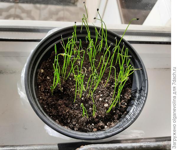 Порей Добрый молодец, посев 18 марта. Отлично взошел на четвертый день