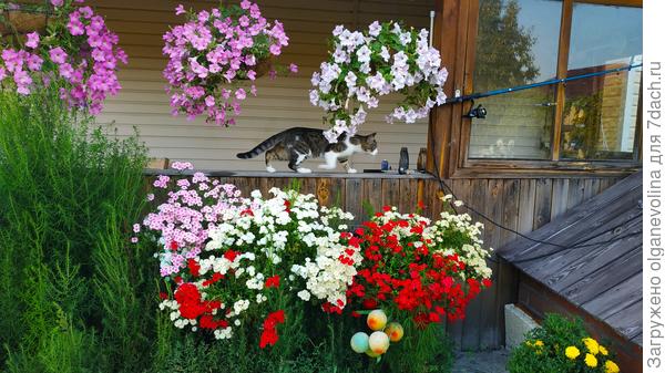 В подвесных кашпо петуния Жемчуг, а ниже в подвесных ящиках флоксы Друммонда в прошлом году.
