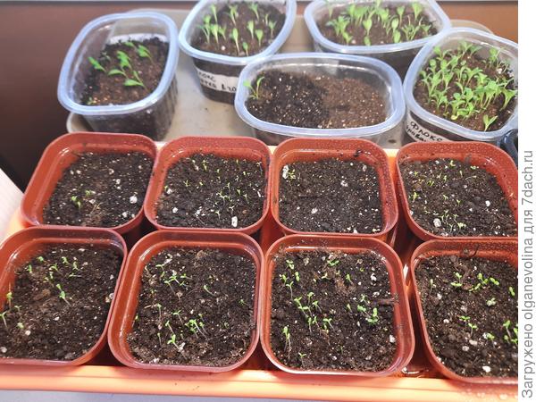 Это то, что &quot;понемногу&quot;. Здесь тысячелистники в стаканчиках и флоксы Друммонда