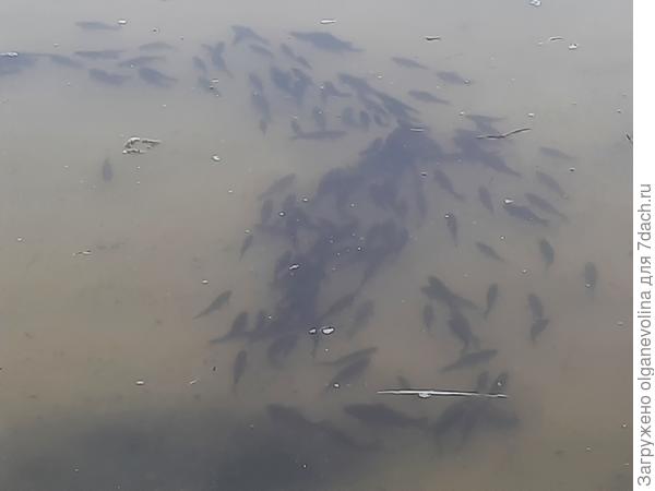 Немного вспугнули сачком. Плывут очень медленно.