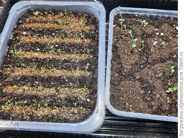 Слева агератум всходит, справа-лаванда с февраля мучается!