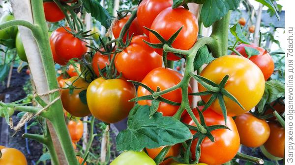 Это Толстой, также среднепоздний, сеяла 28 февраля. Спеет к концу августа