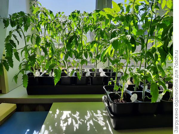 Самая старшая рассада, посев 28.02.21