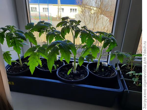 Японский краб сеяла 11.03, стоит на восточном окне в холодной комнате