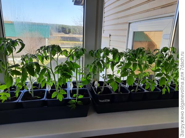 Это посевы 3-4 марта: Сто пудов, Коразон, Розовый мед, Батяня, Малиновая империя. У них по6-8 настоящих листочков.