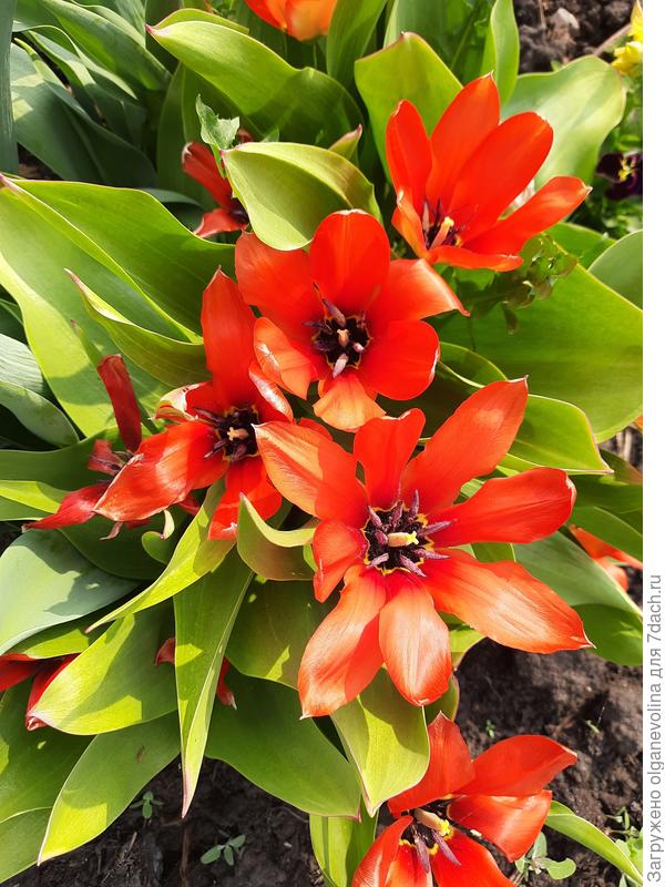 Первые тюльпаны