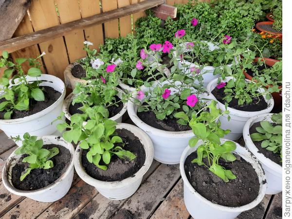 Торнадо и Тайфуны в день пересадки, здесь же Дот Стар Кассиопея и Андромеда. В некоторых вазонах уже кот выспался.