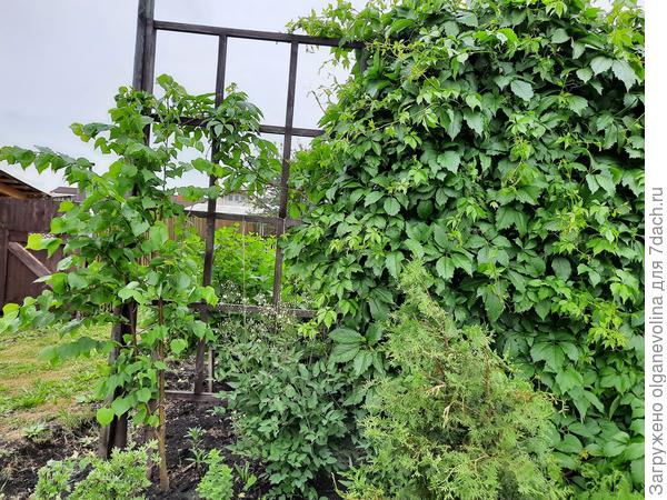 Липа у шпалеры слева