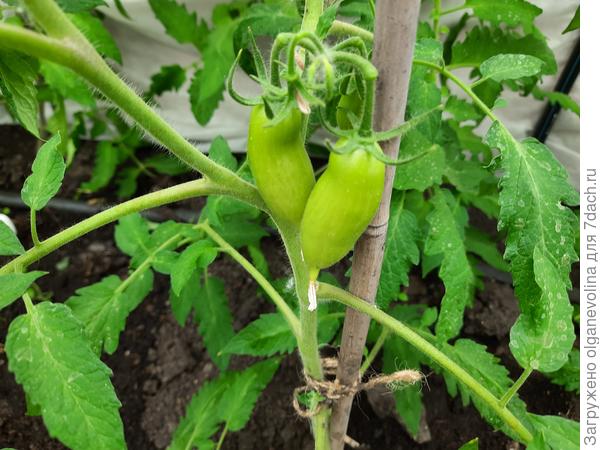 Это Ниагара помидорками радует