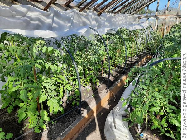 До конца мая спасала их от жары, затем от ночных заморозков. Два дня назад убрала весь укрывной материал.