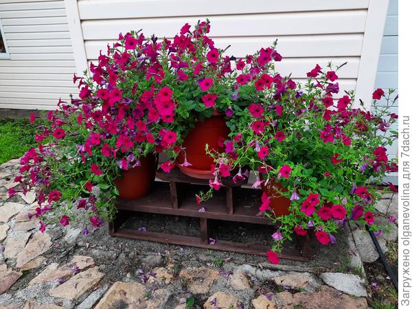 Петунии растрепало, от красоты и следа не осталось