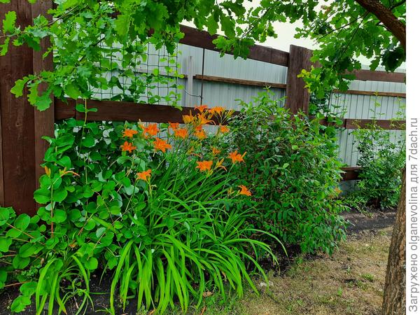 Овощи мы поливали каждый день, но они не хотели расти. А здесь, под дубом, все росло само собой.