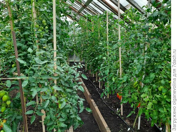 Томатные джунгли. Надо уже верхушки ломать