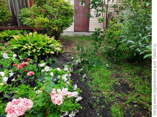 А здесь и засыхающая хоста, и сломанная рябина, и замятые ливнем петунии