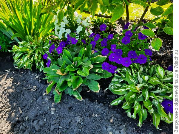 Эти с обеда в тенечке.