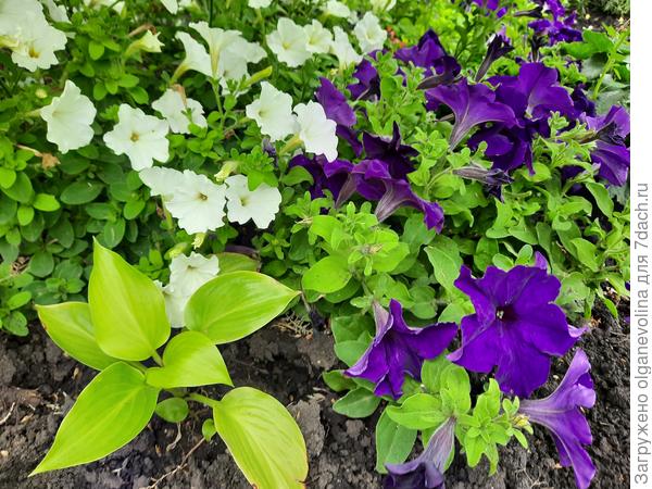 Самая молодая из всех хоста Венера, должна цвести белыми цветами