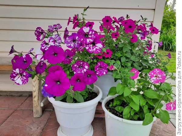 Июнь 2021 г., до обрезки