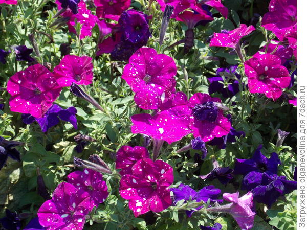 Дот Стар в клумбе в августе 2020 г.